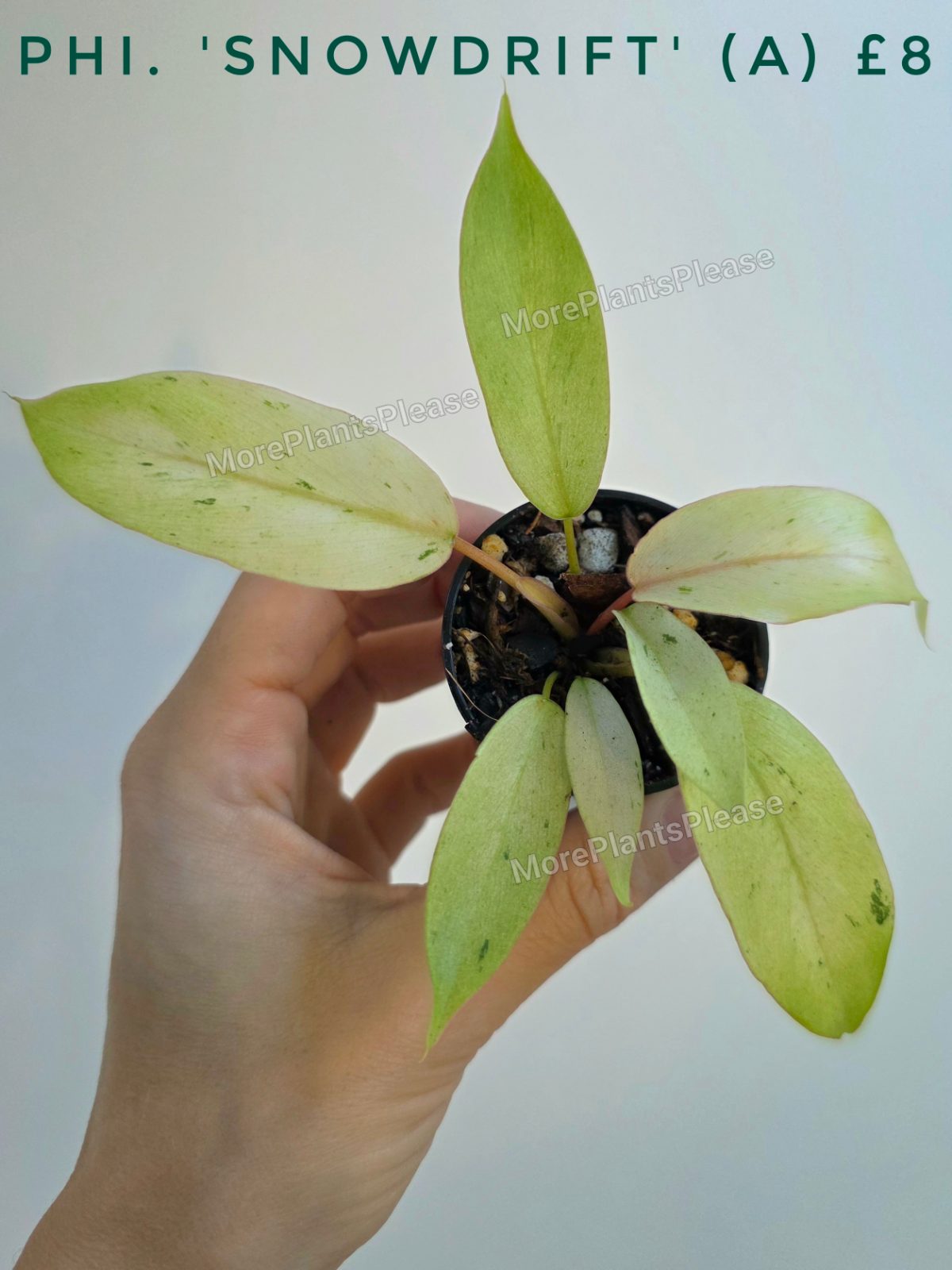 Philodendron 'Snowdrift'