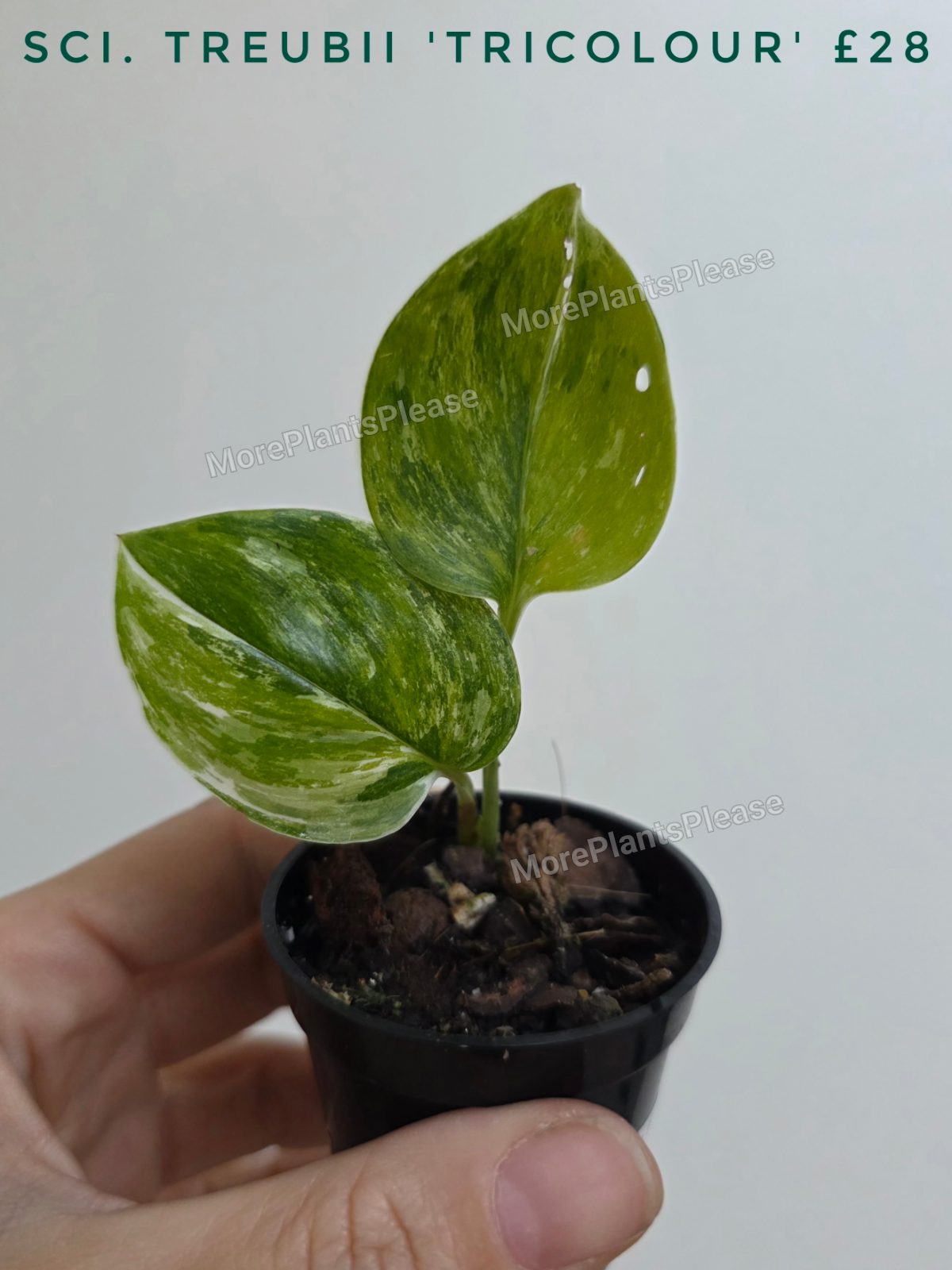 Scindapsus treubii 'Tricolour'