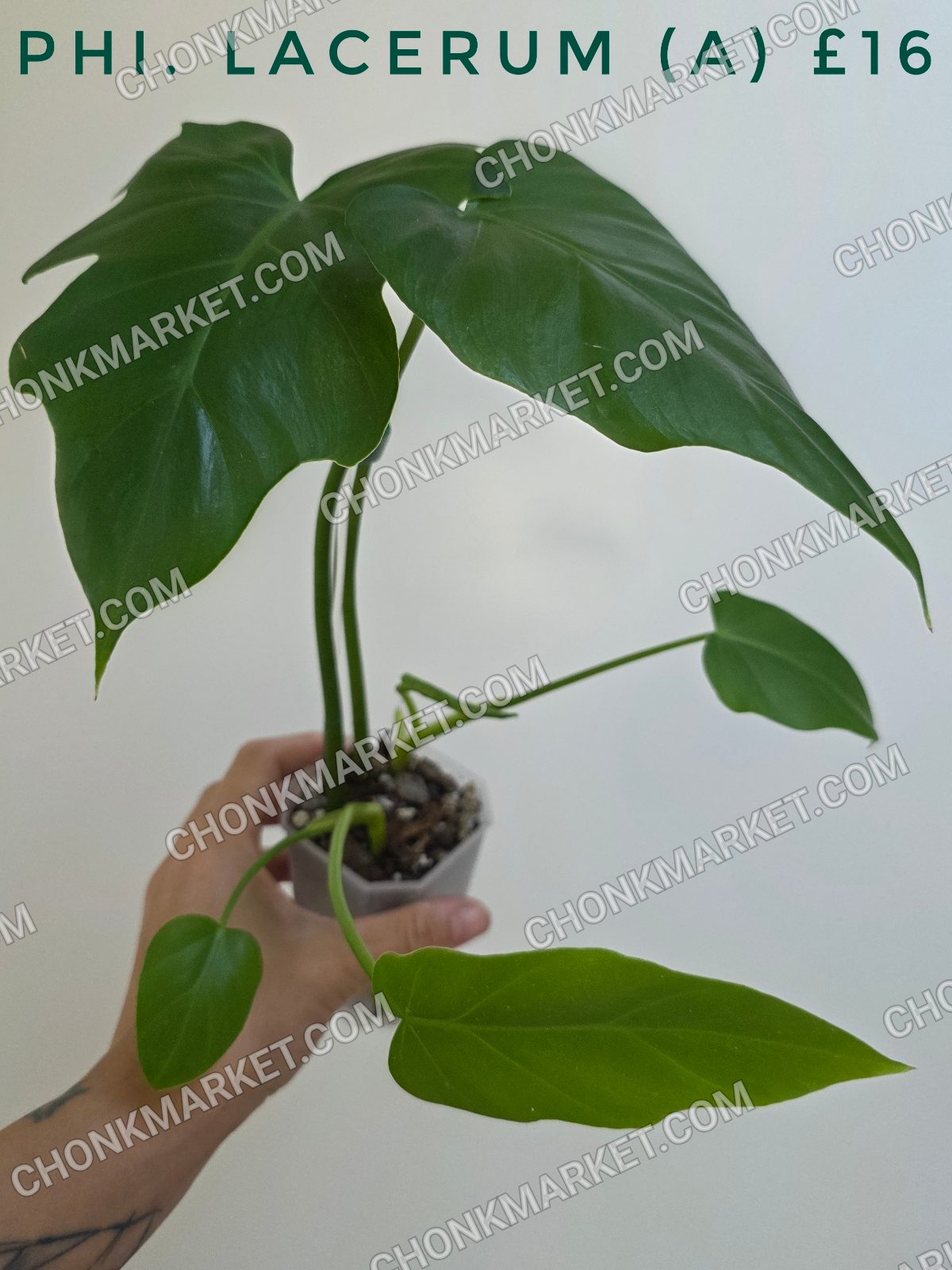 Philodendron lacerum