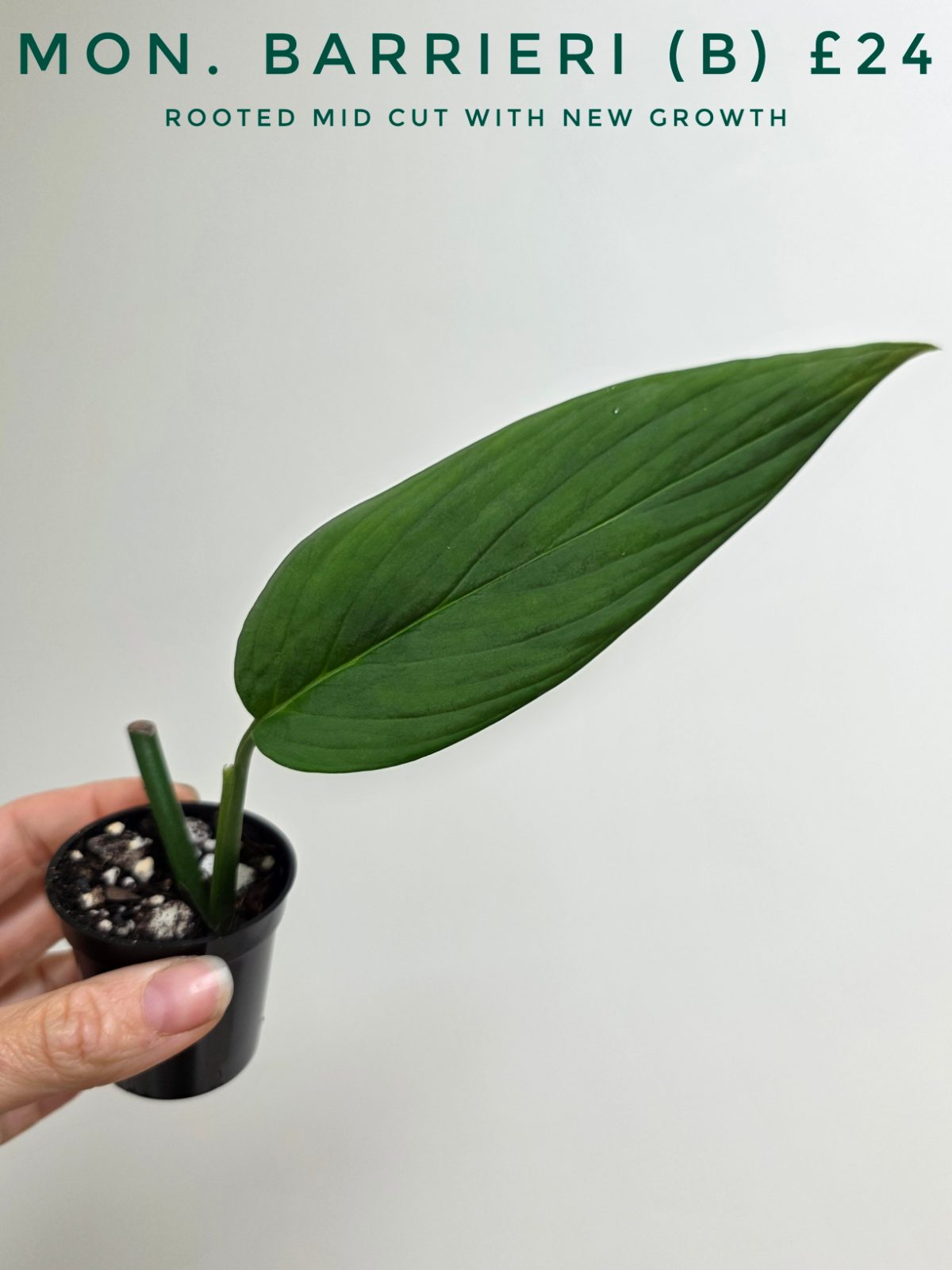 Monstera barrieri