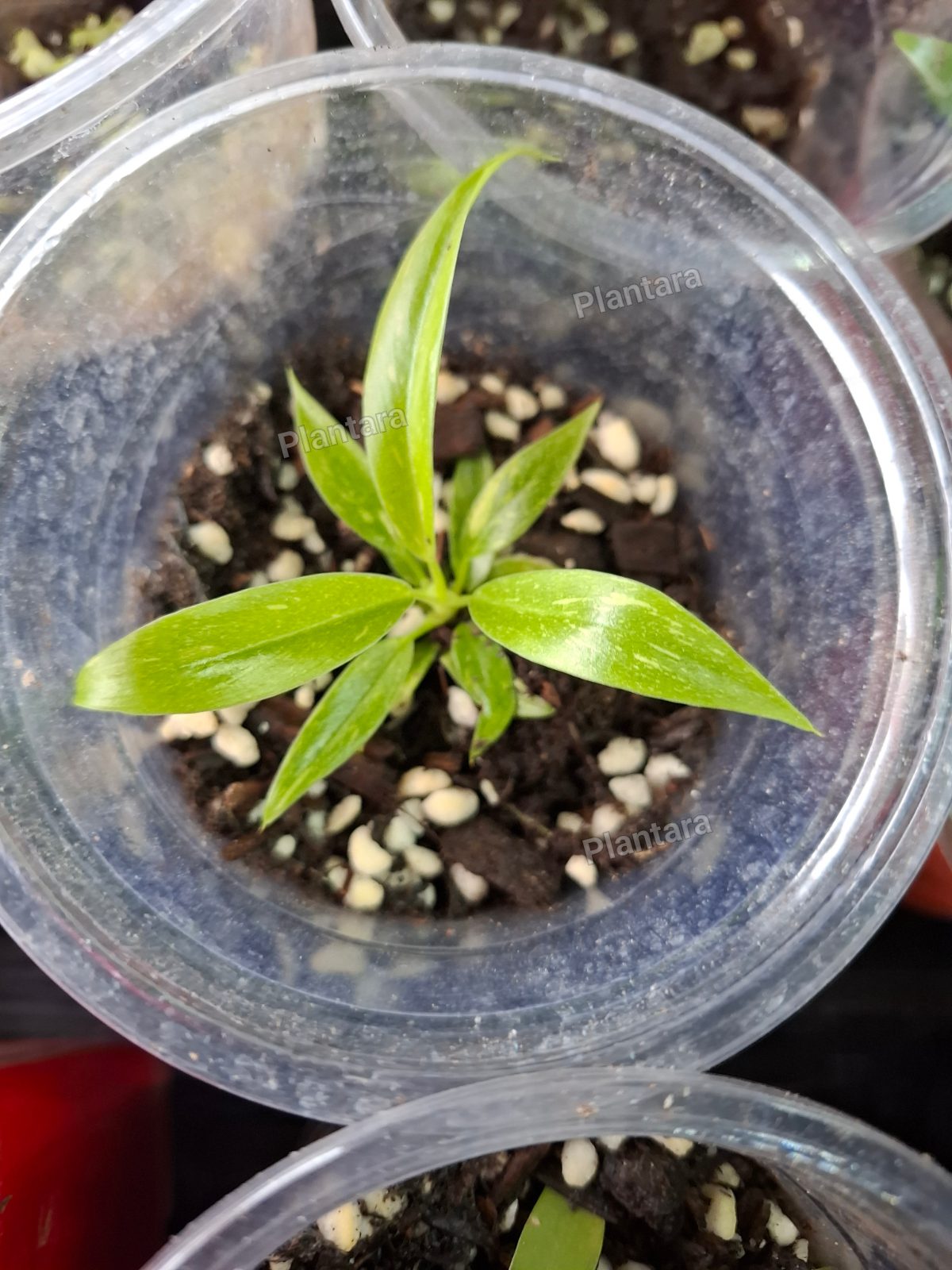 Philodendron varieties