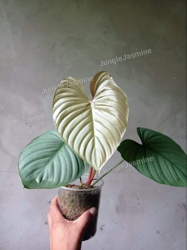 WANTED / ISO Philodendron Sp Silver Angel