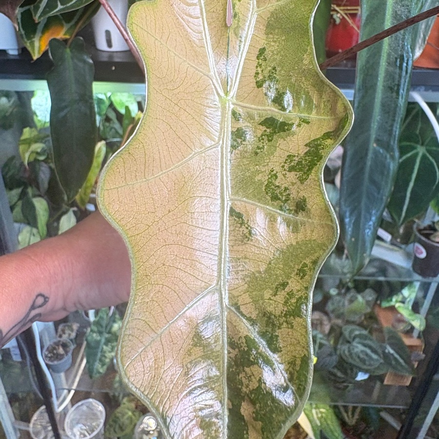 Cathy O’G profile